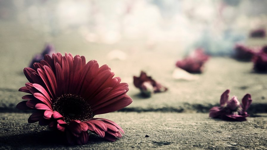 Purple Flower on the Floor Close Up