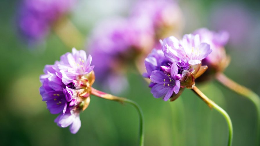 Purple Flowers