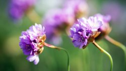 Purple Flowers