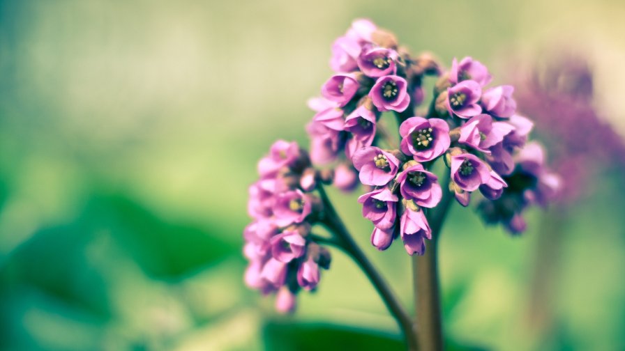 Purple Flowers in Garden Close Up