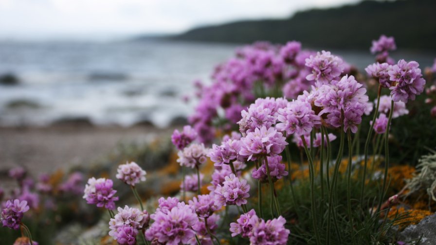 Purple Flowers on the Beach