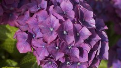 Purple Hydrangea Close Up Photo