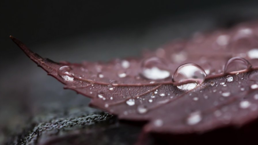 Purple Leaf with Water Drops Close Up