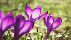 Purple Snowdrops Macro