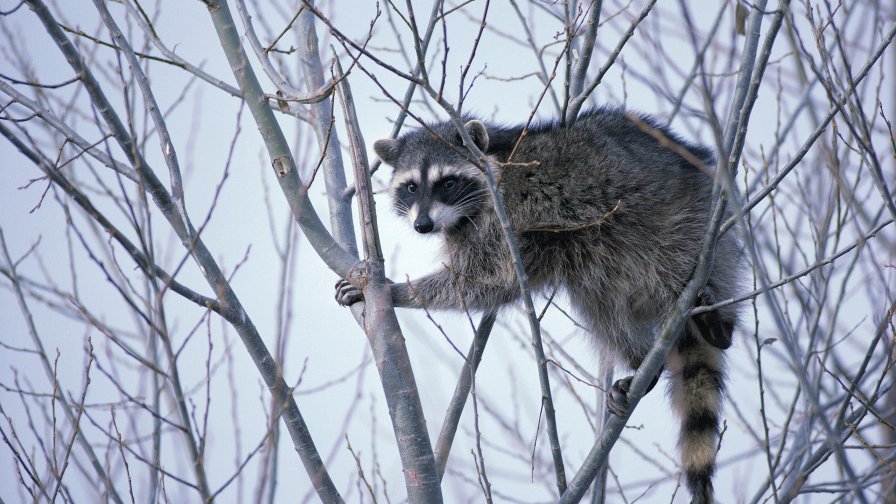 Raccoon on the Tree