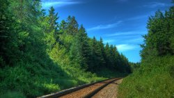 Railroad in the Forest