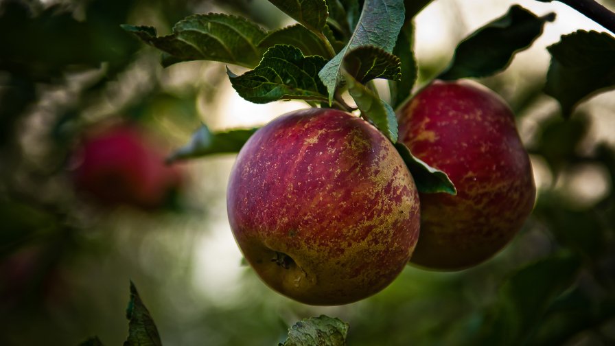 Red Apple in the Garden