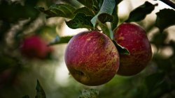 Red Apple in the Garden