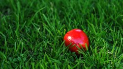 Red Apple on the Green Grass