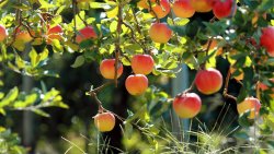 Red Apples on Branches