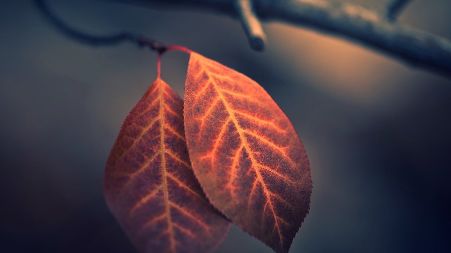 Red Autumn Leaves on the Branch