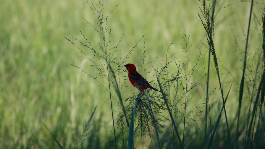 Red Bird on Green Grass