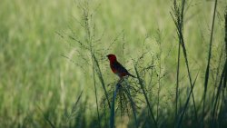 Red Bird on Green Grass