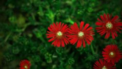 Red Flowers Close Up