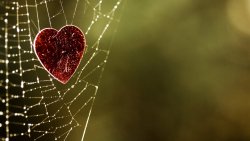 Red Heart in the Spider Web