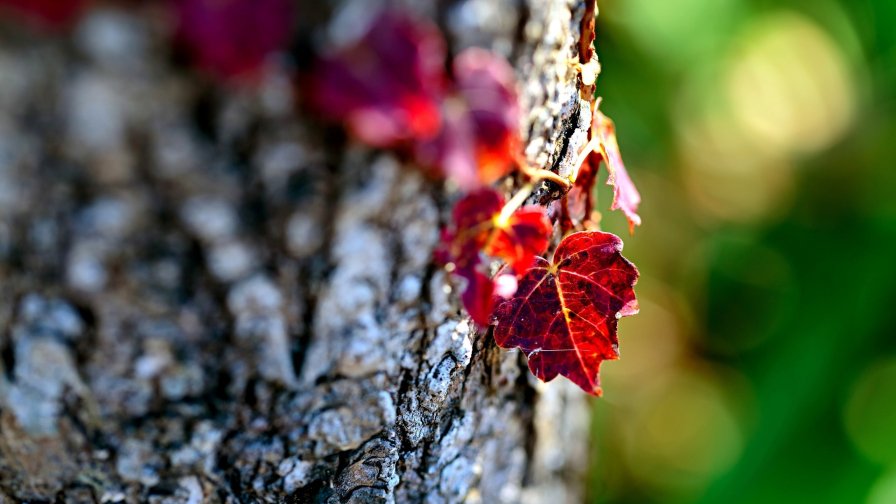 Red Leaves of Ivy Close Up Photo