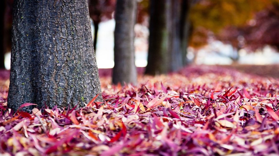 Red Leaves on Ground in Autumn Garden