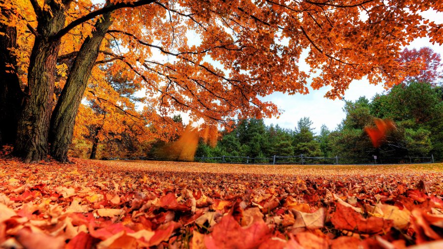 Red Leaves on Ground in Autumn Park