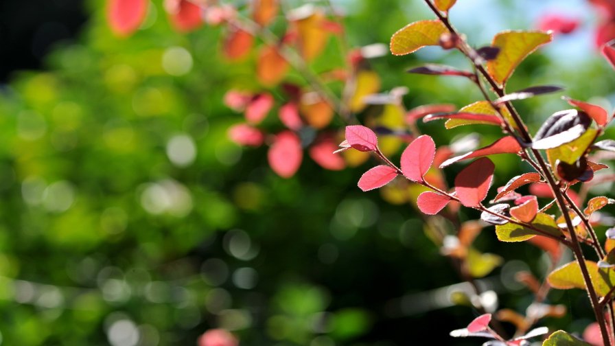 Red Leaves on the Tree Macro