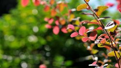 Red Leaves on the Tree Macro