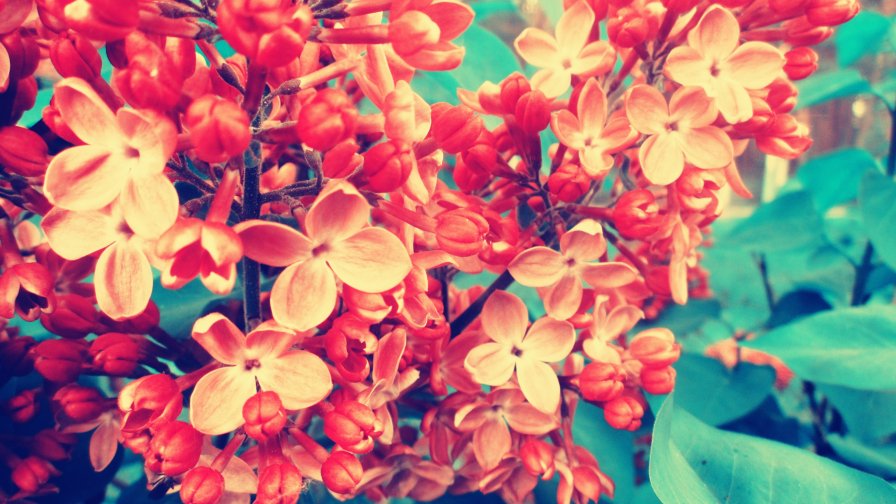 Red Lilac