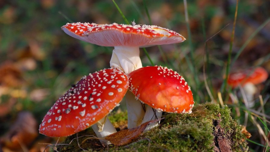 Red Mushrooms in the Thick Forest