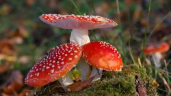 Red Mushrooms in the Thick Forest