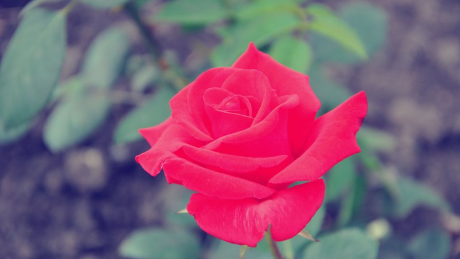 Red Rose in the Garden