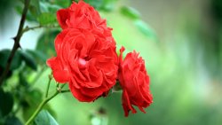 Red Roses Close Up High Quality Photo