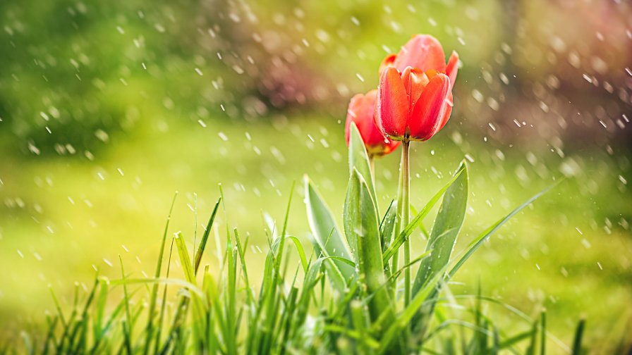 Red Tulip and Spring Field with Green Grass