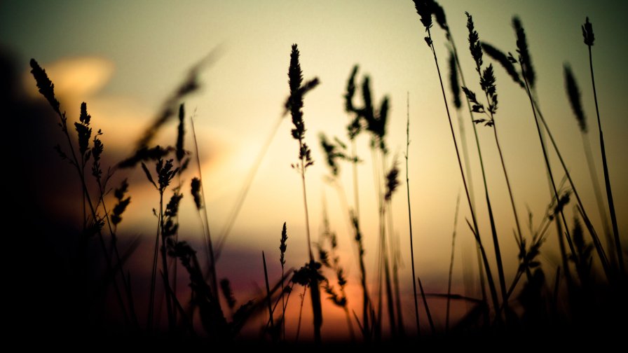 Reeds on Lake and Beautiful Sunset