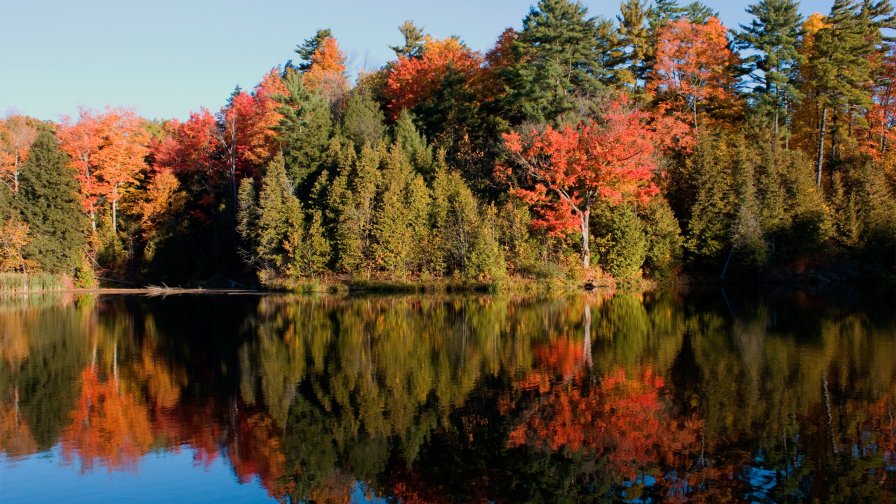 Reflection on Forest Lake