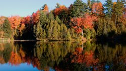 Reflection on Forest Lake