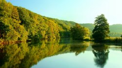 River and Green Forest