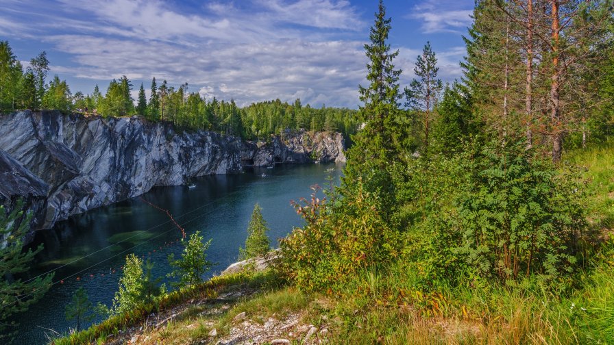 River in Beautiful Green Pine Forest