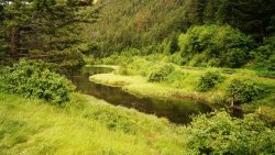 River in Big Green Forest