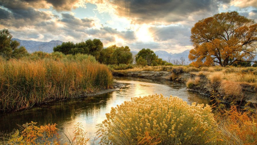 River in the Autumn Yellow Forest