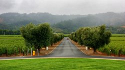 Road Car Forest and Fog