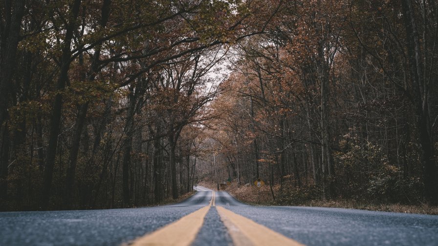 Road Marking and Trees in Old Autumn Forest