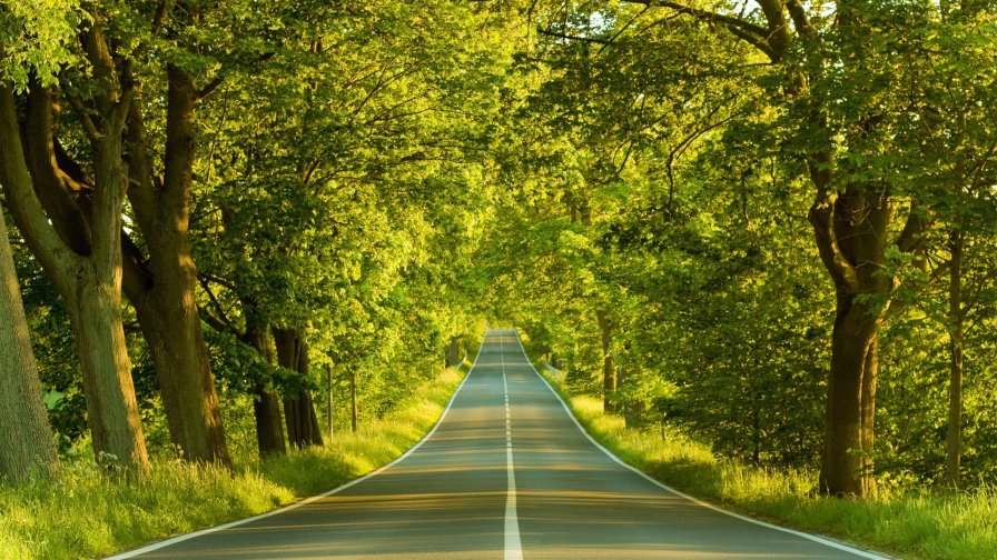 Road in Beautiful Summer Green Park