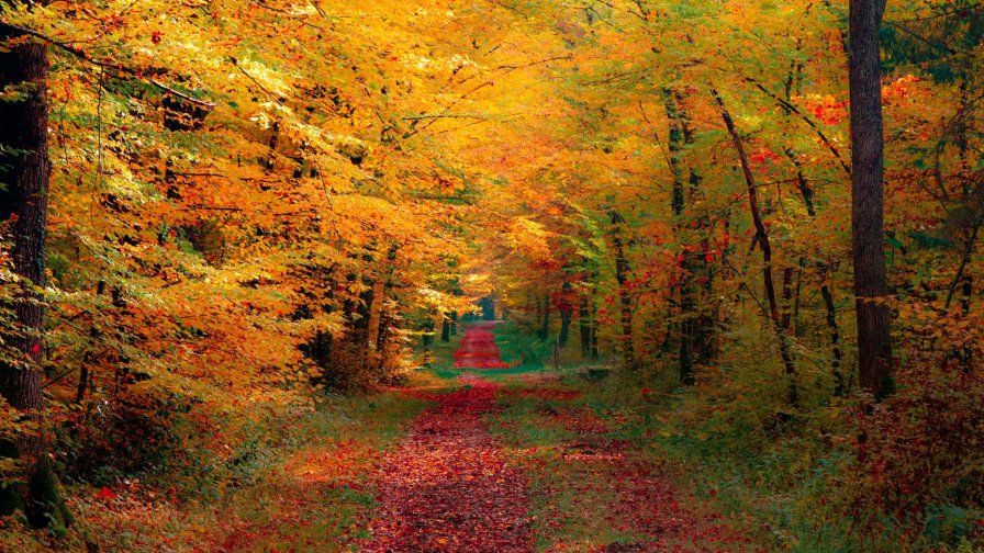 Road in Forest