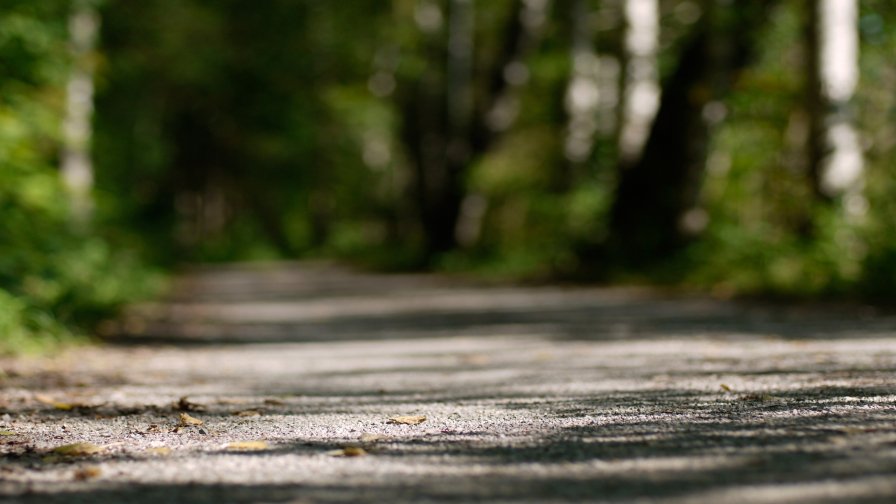 Road in Green Forest