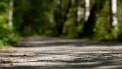 Road in Green Forest