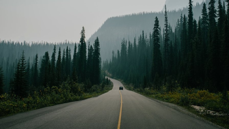 Road in Old Pine Forest