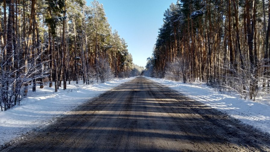 Road in Winter Pine Forest