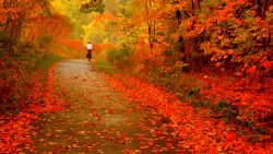 Road in the Beautiful Autumn Forest