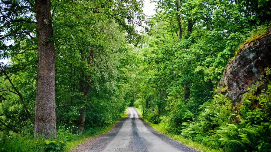 Road in the Green Forest