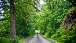 Road in the Green Forest