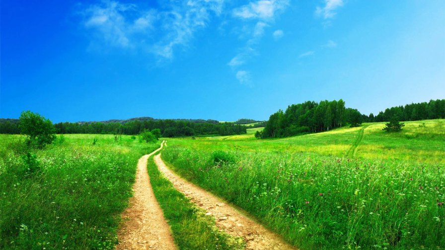 Road through Green Meadow and Forest