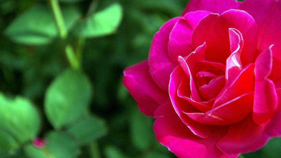 Rose Flower Pink Green